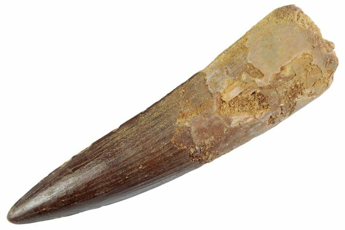 Fossil Spinosaurus Tooth - Nice Tip #368062